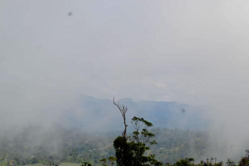 a misty mountain with a tree in the foreground at Highcliffe Guest House in Haputale