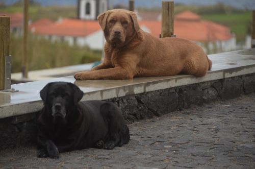two dogs are laying on a concrete ledge at Pátio Ecolodge in Cedros