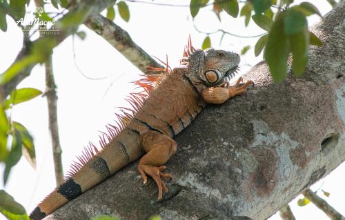 a lizard is sitting on a tree branch at Las Guacamayas Lodge, Selva Lacandona, Chiapas México in Tlatizapán