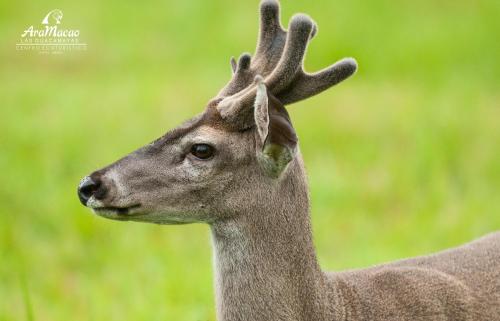 a close up of a deer with antlers on its head at Las Guacamayas Lodge, Selva Lacandona, Chiapas México in Tlatizapán