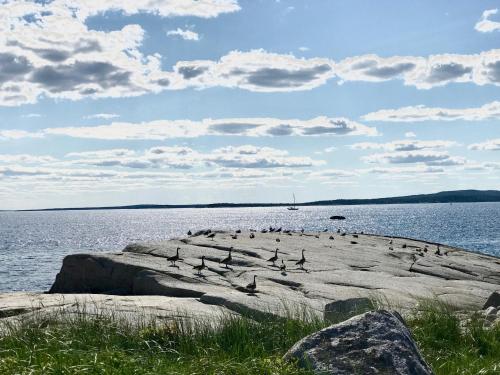 grupa ptaków siedzących na skałach w wodzie w obiekcie Oyster Cottage w mieście Peggy's Cove