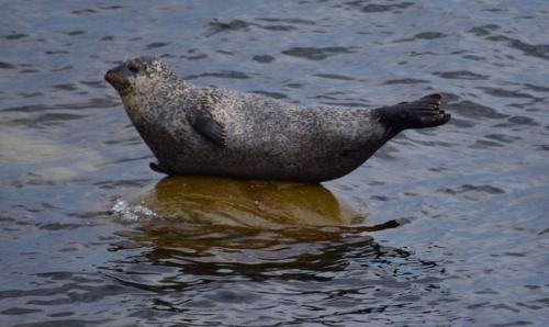 a seal is sitting on a rock in the water at Les Cabines sur Mer in Cap-des-Rosiers