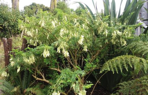 a plant with yellow flowers in a garden at Kaka Retreat Motel, Stewart Island in Half-moon Bay