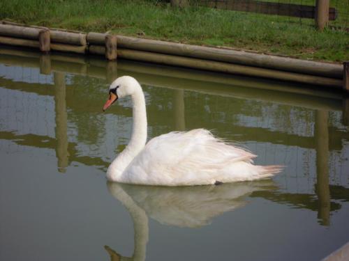 a white swan swimming in a body of water at Logis Hôtel Le Régal & Spa in Saint Die