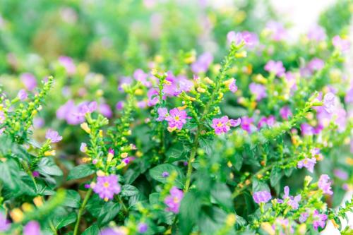 a bunch of purple flowers in a garden at Lilac Relax-Residence in Lat Krabang