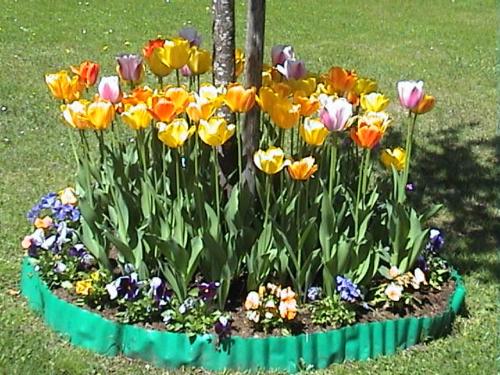 a bunch of colorful flowers in a garden at Haus Waldfriede in Pertisau