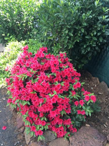 a bunch of red flowers in a garden at Azalea Motel in Coonabarabran