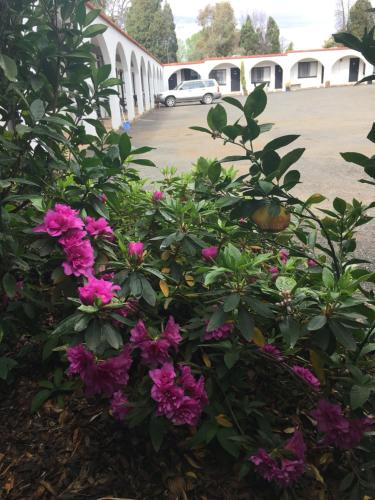 a bush with pink flowers in front of a parking lot at Azalea Motel in Coonabarabran