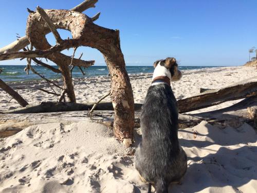 a dog standing on the beach looking at the ocean at Ferienwohnung Strandgut in Prerow
