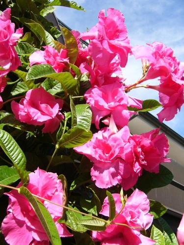 a bunch of pink flowers on a tree at Hotel Serena in Grado