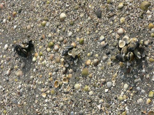 a group of shells on the sand and rocks at Hotel Serena in Grado