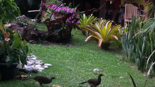 a group of birds walking around a garden at Pousada Varanda do Sol in Arraial d'Ajuda