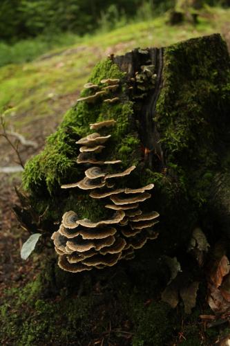 a group of mushrooms on a tree stump at Svit Sontsya in Turʼya Polyana