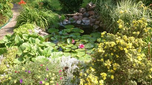 a pond in a garden with flowers and plants at Brīvdienu māja Mētriņi in Ķekava