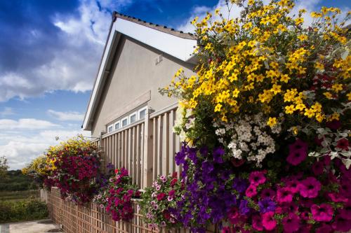 a bunch of flowers on the side of a building at Black Horse Beamish in Stanley