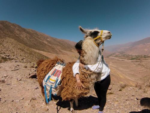 a person with a camel on a mountain at Carnavalito Hostel Tilcara in Tilcara