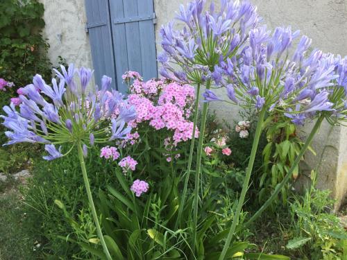 a bunch of purple flowers in front of a blue door at Le Mas des Pins in Mane