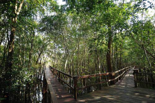 a wooden bridge in a swamp with trees at Juma Amazon Lodge in Autazes