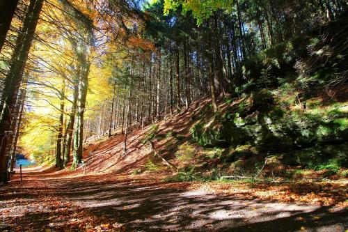 a dirt road in a wooded area with trees at Thüringer Waldbaude in Tambach-Dietharz