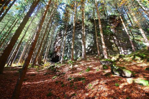 a forest with trees and leaves on the ground at Thüringer Waldbaude in Tambach-Dietharz