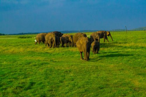 a herd of elephants walking in a field at sigiriya flower guest in Sigiriya