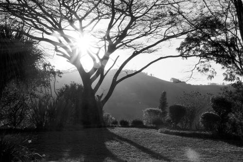 a black and white photo of the sun shining through a tree at Matusadona Guest Lodge in Hillcrest