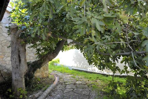 a tree in front of a wall with a tunnel at Grandpa Mate House in Dragove