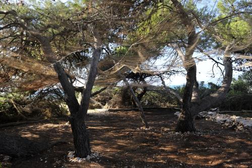 a group of trees sitting in a field at Grandpa Mate House in Dragove