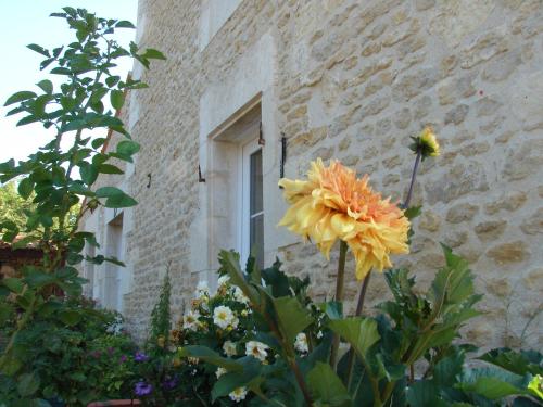 a yellow flower in front of a window at Le Marais Picotin in Saint-Pierre-le-Vieux