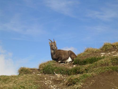 Photo de la galerie de l'établissement Le Flocon des Aravis, à La Giettaz