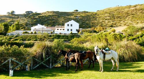 a group of horses standing in a field at Hotel Fuente del Sol in Antequera