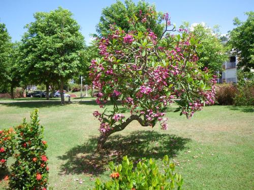 a tree with pink flowers in a yard at Cactus Anse Des Rochers in Saint-François