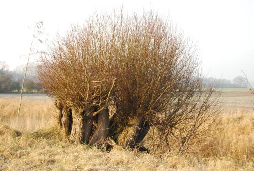 a tree sitting in the middle of a field at Flair Landhotel Strengliner Mühle in Pronstorf