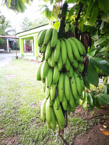 un casco di banane verdi appeso a un albero di Cabinas Rhode island a Cahuita