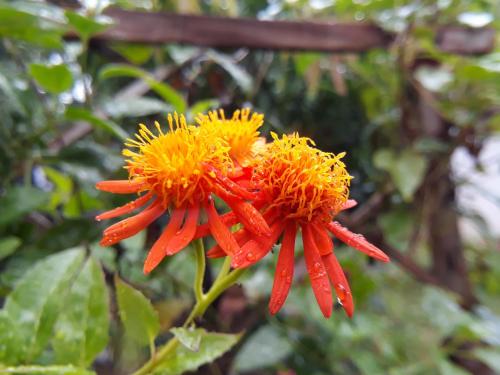 a close up of a red and orange flower at Danara Homestay in Sigiriya