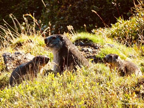 a group of otters sitting in the grass at Ferienwohnungen Pflüglhof in Malta