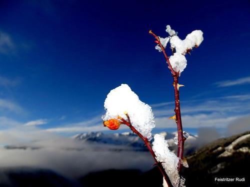 a flower covered in snow on top of a mountain at Ferienwohnungen Pflüglhof in Malta