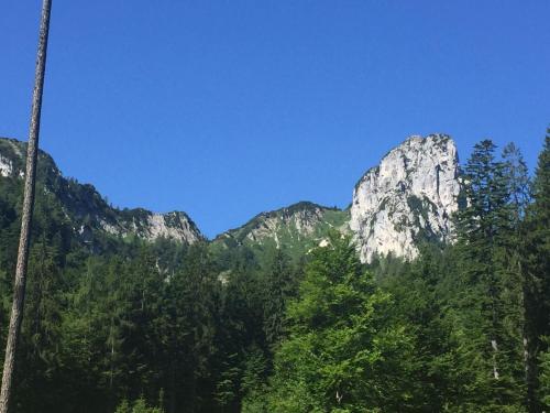 a mountain with trees in front of it at Apartment Andrea - Chiemgau Karte in Inzell