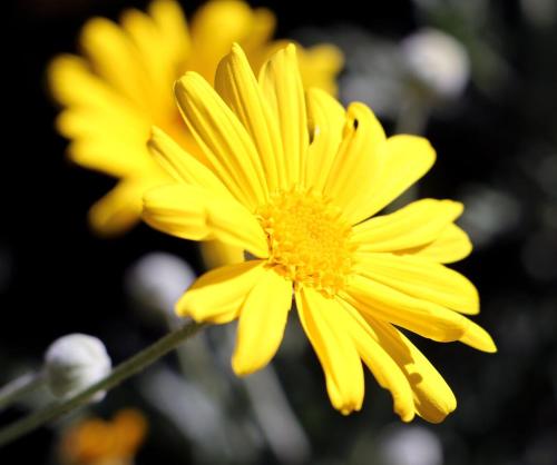 a yellow flower with a yellow center at Agriturismo Un Mare di Fiori in Ventimiglia