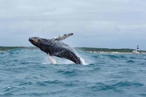a whale jumping out of the water in the ocean at On the Beach Guesthouse Jeffreys Bay in Jeffreys Bay