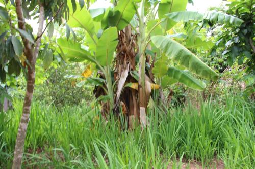 a banana tree in a field of tall grass at Maison entière ChezSoa, antananarivo in Andoharanofotsy