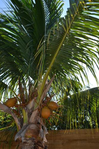 a palm tree with lots of fruit on it at Jan Kok Lodges in Willibrordus