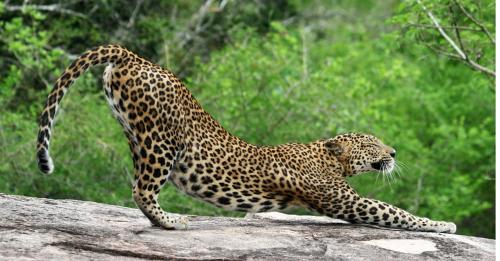 a cheetah laying on a rock with its leg in the air at Jade Green Hotel Hambantota in Hambantota