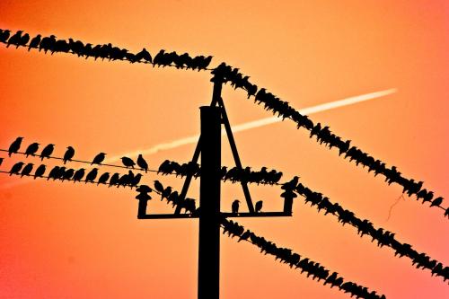 a flock of birds sitting on a power line at Bed and Breakfast Lemvig in Lemvig