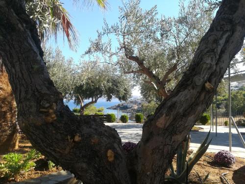 a close up of the trunk of a tree at Periyali in Keratea