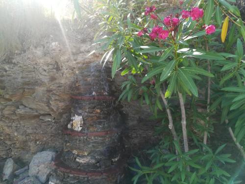 a plant sitting on top of a stone wall at Periyali in Keratea