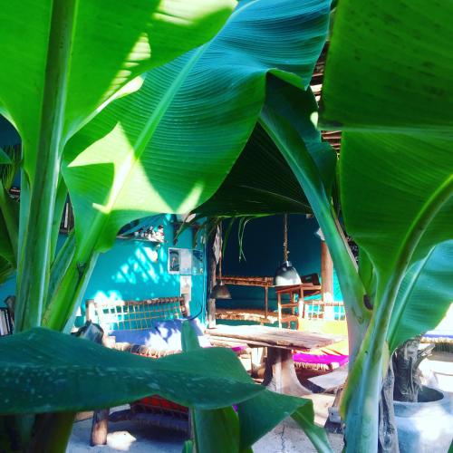 a large green plant in front of a table at Zanzistar Lodge in Jambiani