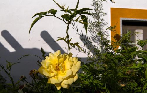 a yellow flower with a bee on top of it at Naveterra-Hotel Rural in Alandroal