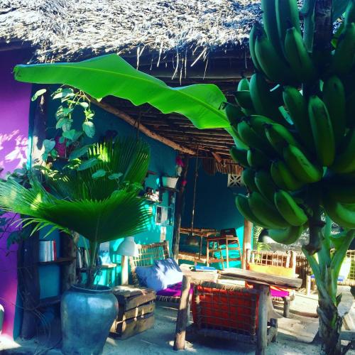 a bunch of bananas hanging from a tree at Zanzistar Lodge in Jambiani