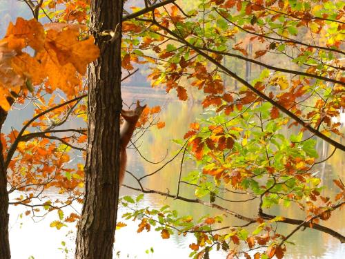 a painting of autumn leaves on a tree at Waldsee Hotel am Wirchensee in Treppeln